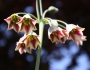 Allium siculum image