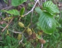 Alnus rhombifolia image