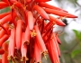 Aloe arborescens image