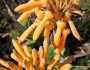 Aloe maculata image