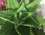 Aloe vera image