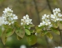 Amelanchier alnifolia image