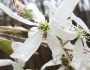 Amelanchier arborea image