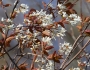 Amelanchier laevis image