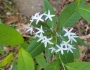 Amsonia tabernaemontana image