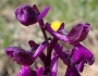 Anacamptis morio image