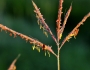 Andropogon gerardii image