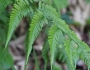 Athyrium niponicum image