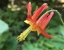 Aquilegia formosa image