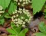 Aralia nudicaulis image