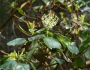 Arbutus menziesii image