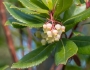 Arbutus unedo image