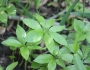 Arisaema dracontium image