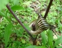 Arisaema triphyllum image