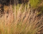 Aristida purpurea image