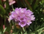 Armeria maritima image