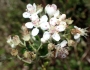 Aronia arbutifolia image