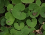 Asarum canadense image