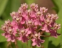 Asclepias incarnata image