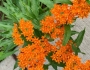 Asclepias tuberosa image