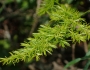 Asparagus setaceus image