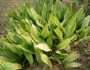 Aspidistra elatior image