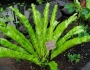 Asplenium antiquum image