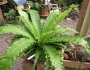 Asplenium nidus image