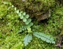 Asplenium resiliens image