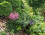 Astilbe japonica image