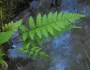 Athyrium asplenioides image