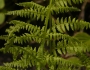 Athyrium augustum image