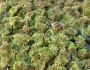 Azolla caroliniana image