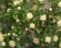 Baccharis pilularis image