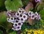 Bergenia crassifolia image