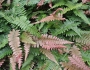 Blechnum occidentale image