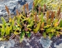 Blechnum penna-marina image