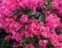 Bougainvillea glabra image