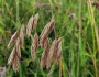 Bromus kalmii image