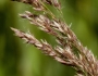 Calamagrostis canadensis image