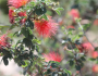 Calliandra eriophylla image