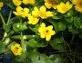 Caltha palustris image