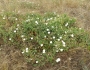 Calystegia macrostegia image