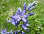 Camassia quamash image