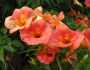 Campsis grandiflora image