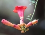 Campsis radicans image