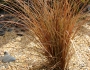 Carex comans image