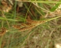 Carex flagellifera image