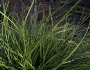 Carex pansa image