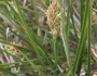 Carex praegracilis image